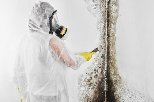 Best Mold Damage Repair  in Manhattan, MT