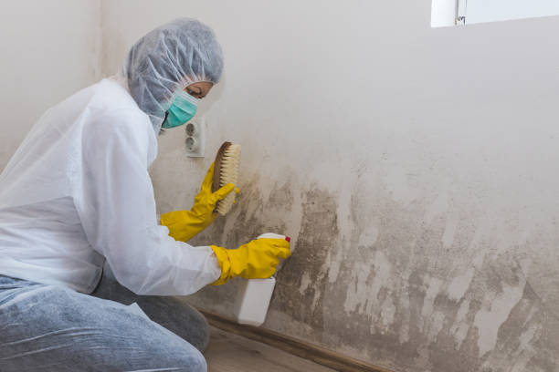 Best Commercial Mold Removal  in Manhattan, MT