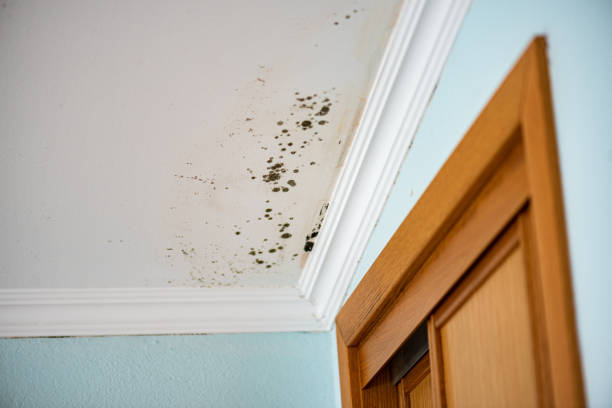 Home Mold Removal in Manhattan, MT