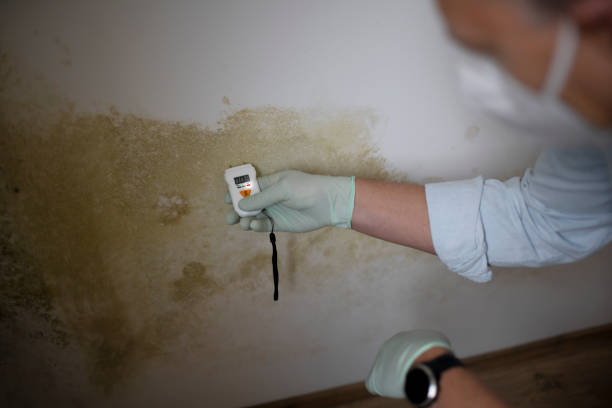 Best Same-Day Mold Removal  in Manhattan, MT