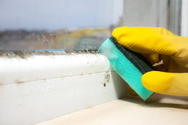 Best Mold Removal Specialists  in Manhattan, MT