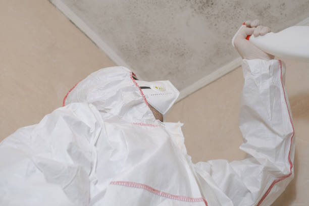 Mold Testing and Removal in Manhattan, MT