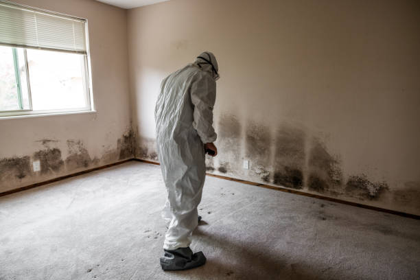 Best Mold Inspection  in Manhattan, MT