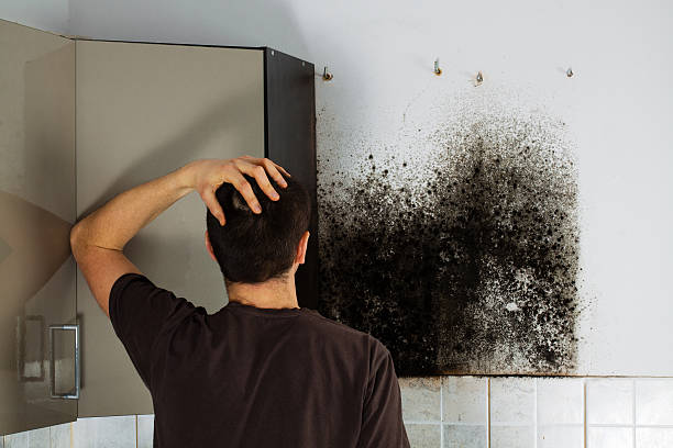 Mold Removal Process in Manhattan, MT
