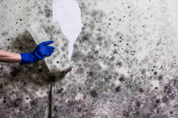 Professional Mold Removal in Manhattan, MT
