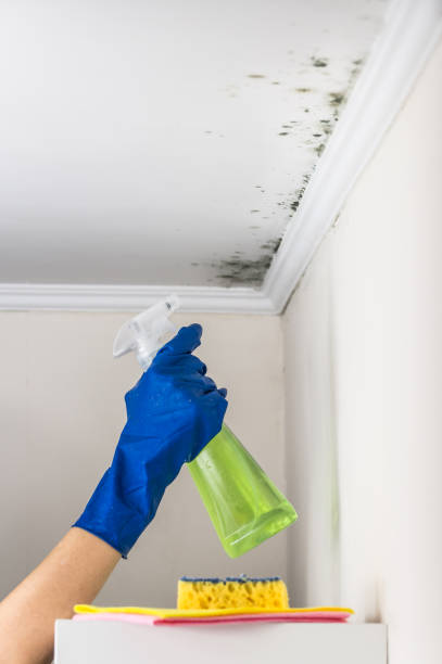 Best Residential Mold Removal  in Manhattan, MT