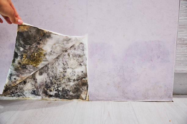 Best Crawl Space Mold Removal  in Manhattan, MT